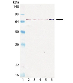 Grp75/Mortalin monoclonal antibody (30A5) Western blot