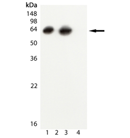 GroEL (E. coli) monoclonal antibody (9A1/2) Western blot