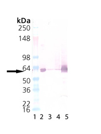 GroEL (E. coli) polyclonal antibody Western blot