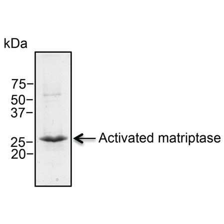 Matriptase (human), (recombinant) (His-tag) SDS-PAGE