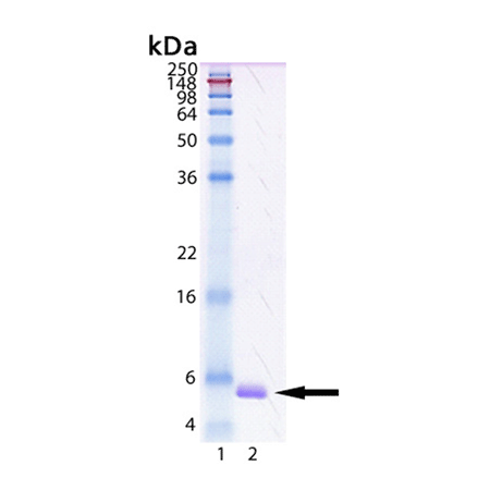 Saposin C (human), (recombinant) SDS-PAGE