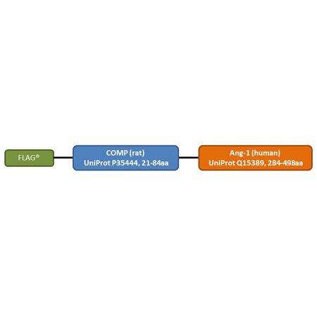 COMP (rat):Angiopoietin-1 (human), (recombinant) Structure Scheme