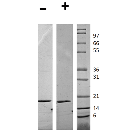 Flt-3 ligand (human), (recombinant) SDS-PAGE