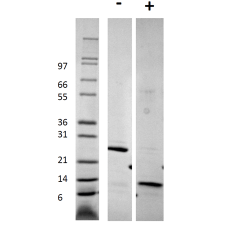 Growth and differentiation factor-5 (human), (recombinant) SDS-PAGE