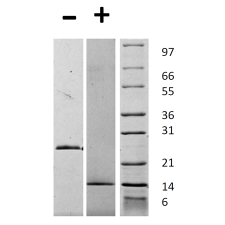 Growth and differentiation factor-15 (human), (recombinant) SDS-PAGE