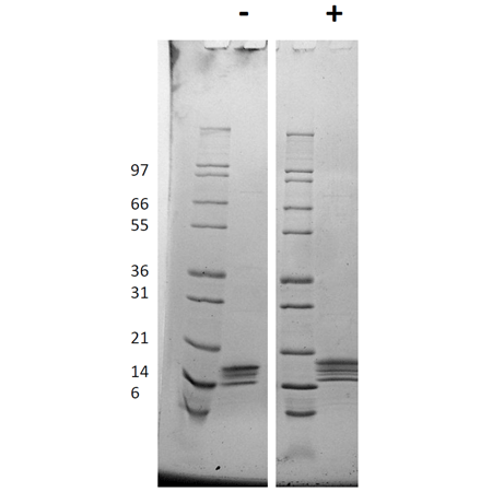 Thrombopoietin (mouse), (recombinant) SDS-PAGE