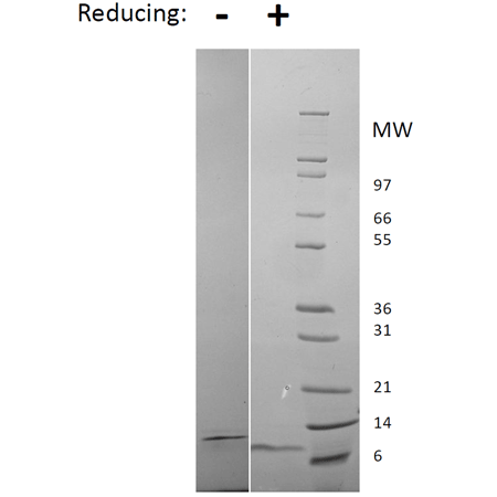 Epidermal growth factor (rat), (recombinant) SDS-PAGE