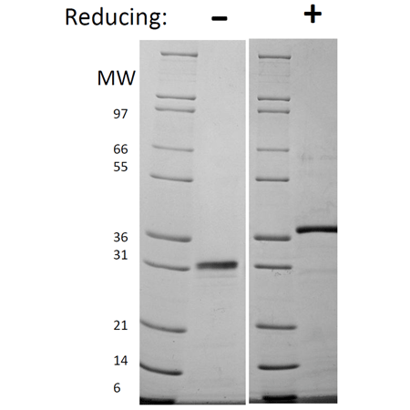 Follistatin (mouse), (recombinant) SDS-PAGE