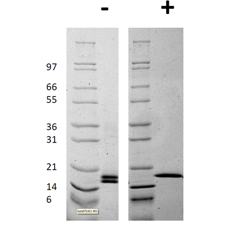 FGF basic (mouse), (recombinant) SDS-PAGE