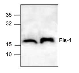 Fis1 polyclonal antibody Western blot