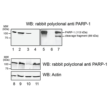 PARP-1 polyclonal antibody Western blot