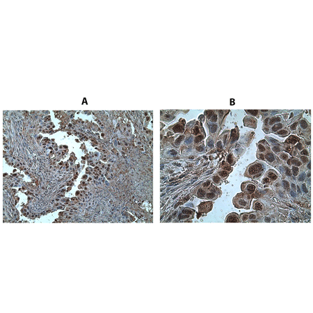 Caspase-1 polyclonal antibody Immunohistochemistry
