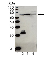 Cardif (human) polyclonal antibody (AT107) Western blot