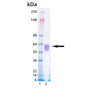 Fas (human):Fc (human), (recombinant) SDS-PAGE
