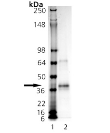 SUPERFASLIGAND® Protein (soluble) (human), (recombinant) SDS-PAGE