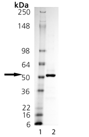 Fc (human):TNF-α (soluble) (human), (recombinant) SDS-PAGE