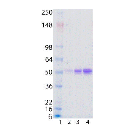 Thy-1 (human):Fc (human), (recombinant) SDS-PAGE