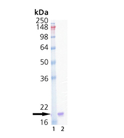 IL-33 (human), (recombinant) SDS-PAGE