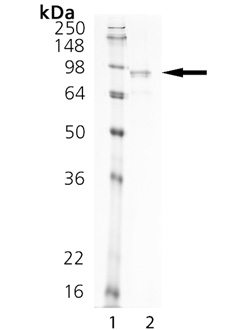 Netrin-1 (human), (recombinant) SDS-PAGE