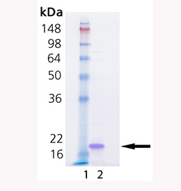 IL-33 (mouse), (recombinant) SDS-PAGE