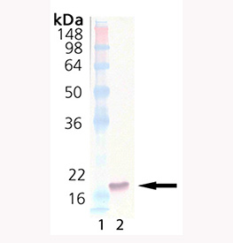 IL-33 (mouse), (recombinant) Western blot