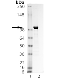 LRRC32 (human):Fc (human), (recombinant) SDS-PAGE