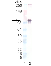 LRRC32 (human):Fc (human), (recombinant) Western blot