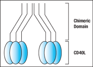 MEGACD40L® Protein (soluble) (mouse), (recombinant) Fig1