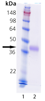 MEGACD40L® Protein (soluble) (mouse), (recombinant) SDS-PAGE