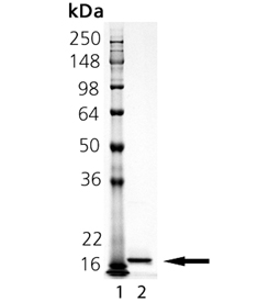 IL-33 (rat), (recombinant) SDS-PAGE