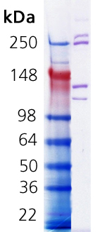 Collagen I, rat tail SDS-PAGE