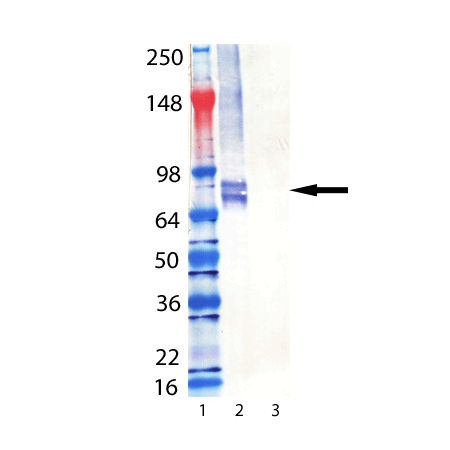 Perforin (mouse) monoclonal antibody (CB5.4) Western blot