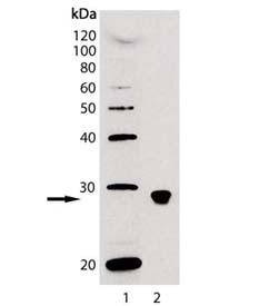 BAFF (human) monoclonal antibody (Buffy-1) Western blot