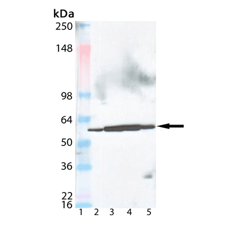 Perforin monoclonal antibody (CE2.10) Western Blot