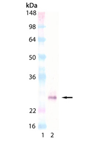 ACRP30headless (human) monoclonal antibody (Ne.Na) Western blot