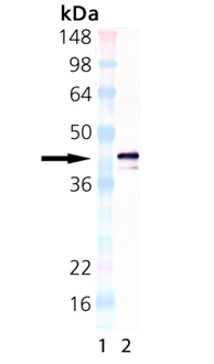 BCMA (human) monoclonal antibody (Vicky-1) (biotin conjugate) Western blot