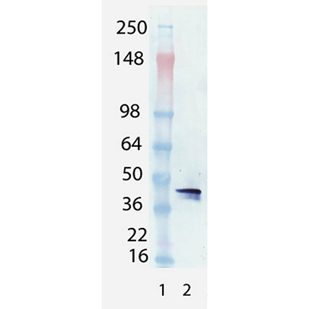 BCMA (human) monoclonal antibody (Vicky-1) Western Blot