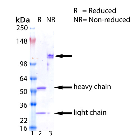 LAG-3 (human) monoclonal antibody (11E3) (preservative free) SDS-PAGE analysis