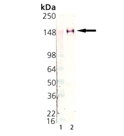 LAG-3 (human) monoclonal antibody (11E3) (preservative free) Western blot