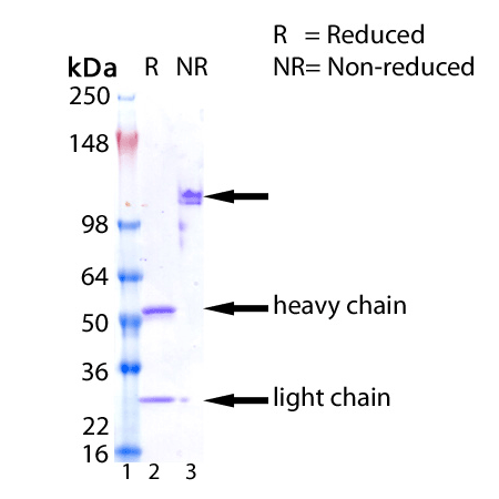 LAG-3 (human) monoclonal antibody (11E3) SDS-PAGE