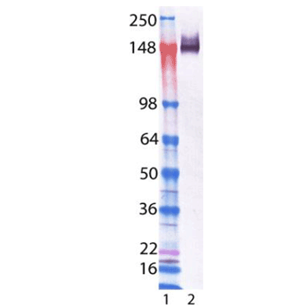 LAG-3 (human) monoclonal antibody (11E3) Western blot