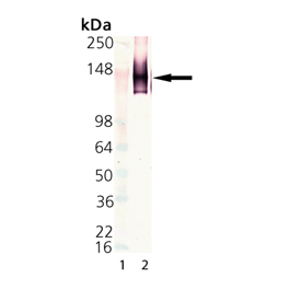 LAG-3 (human) monoclonal antibody (17B4) Western blot