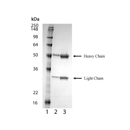 BCMA (mouse) monoclonal antibody (Vicky-2) SDS-PAGE