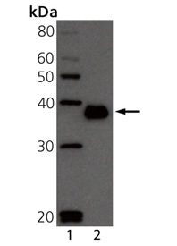 BCMA (mouse) monoclonal antibody (Vicky-2) Western blot