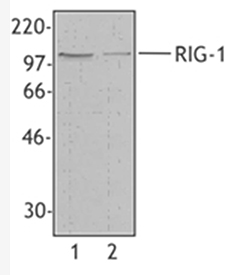RIG-I (mouse) monoclonal antibody (SS1A) Western blot