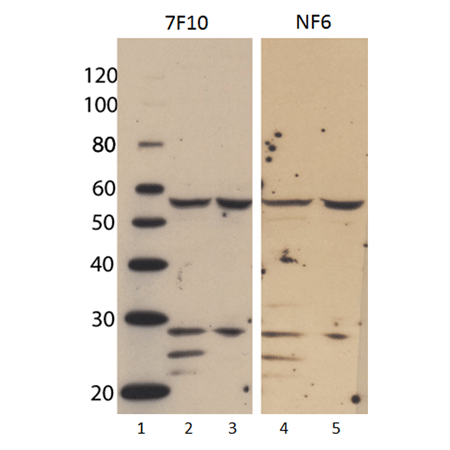 FLIP (human) monoclonal antibody (7F10) Western blot