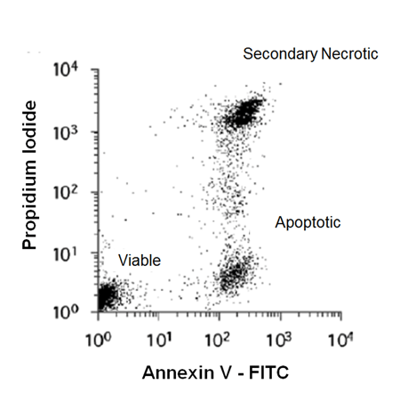 Annexin V-FITC apoptosis detection kit Flow Cytometry