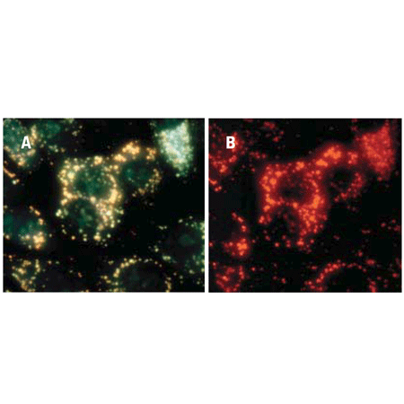 CV-Cathepsin L detection kit Fig4