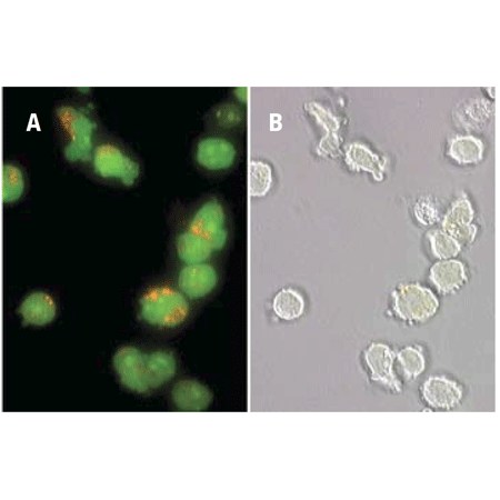 CV-Cathepsin L detection kit Fig5