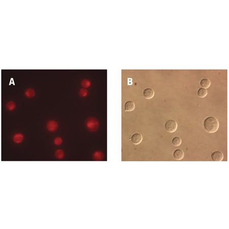 CV-Cathepsin L detection kit Fig8